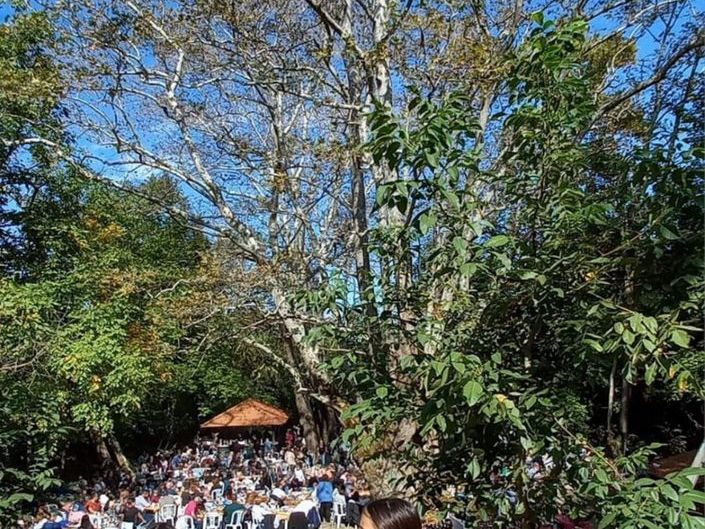 A tall plane tree in Trano Pigadi, Fyteia.
